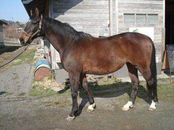 風薫る丘みちのく乗馬クラブ 馬