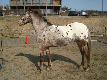 風薫る丘みちのく乗馬クラブ 馬