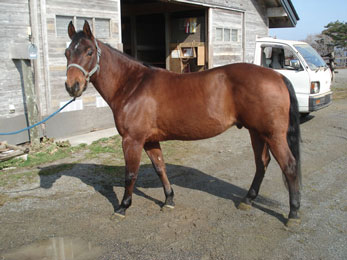 風薫る丘みちのく乗馬クラブ 馬